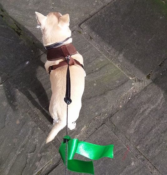 sherburn green dog walking scheme green ribbon