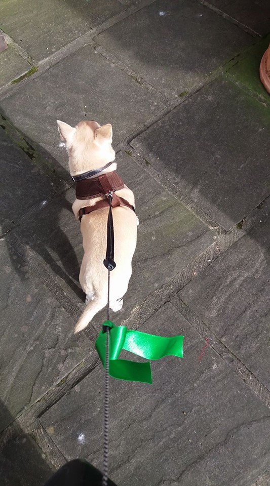 sherburn green dog walking scheme green ribbon