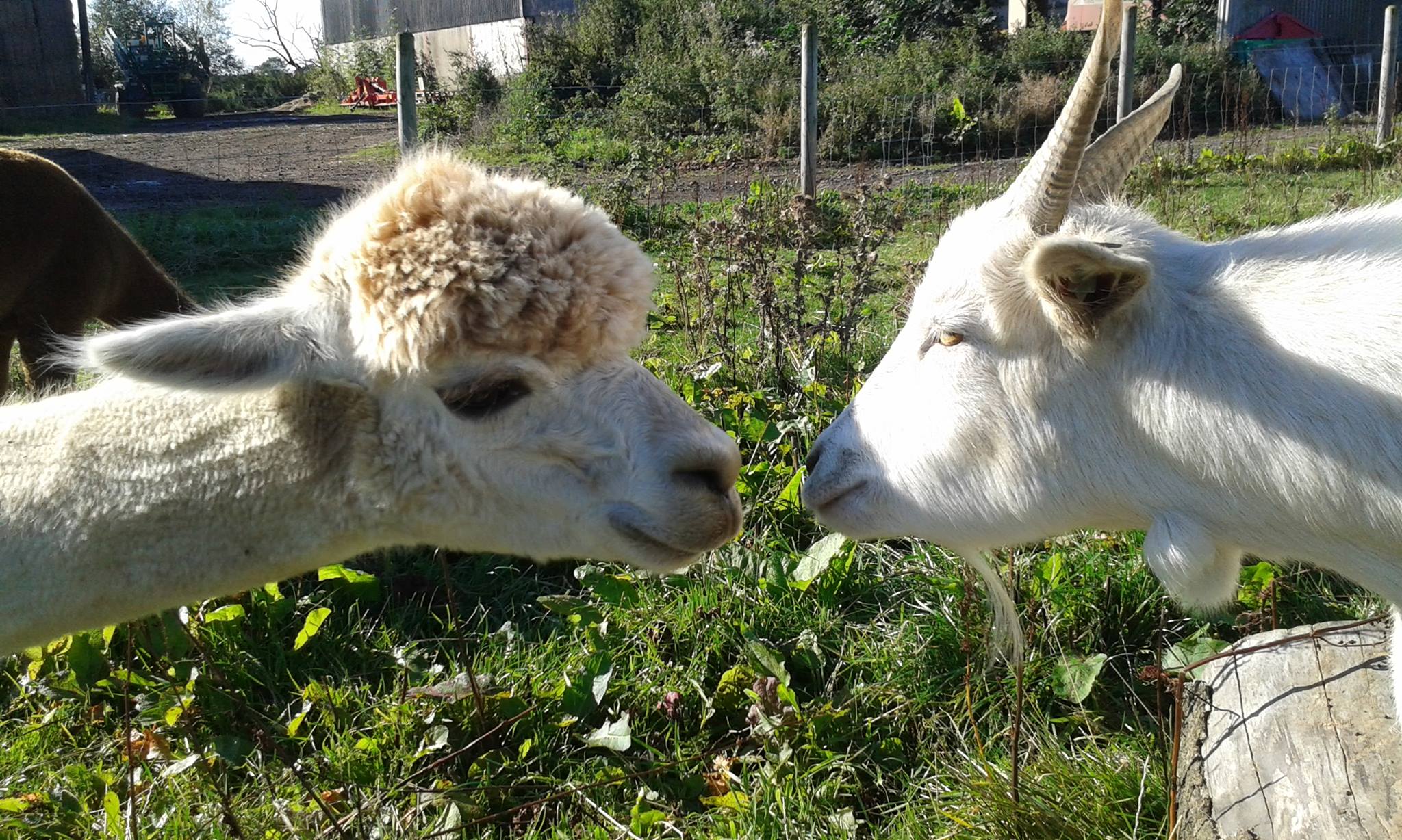 Easter at Elmet Alpacas